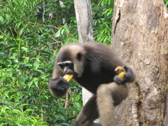 Hylobates albibarbis