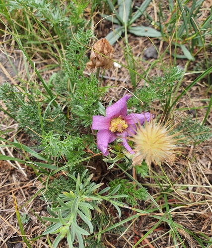 Pulsatilla bungeana