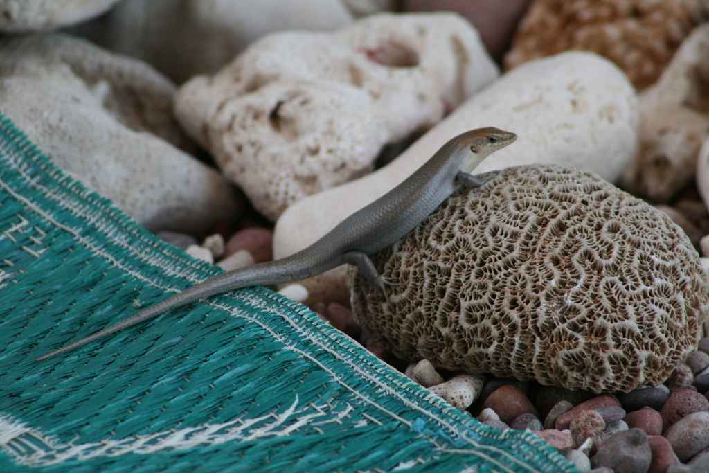 Socotra mabuya