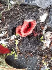 Clathrus ruber