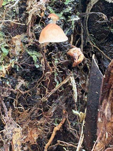 Gymnopus observed 2026-07-25