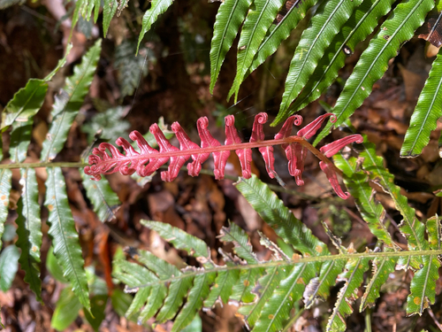 Oceaniopteris vittata observed 2026-07-25