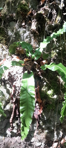 Hart's-tongue fern