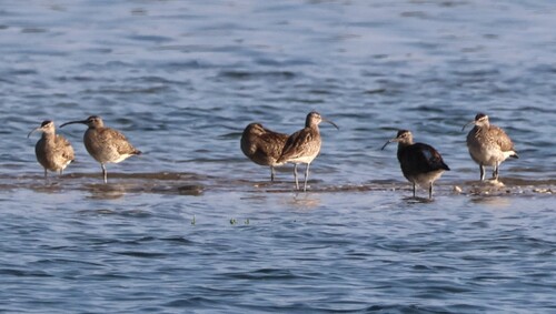 iNaturalist image