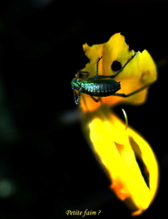 Leptophyes punctatissima