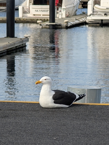 iNaturalist image