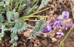 Oxytropis coerulea