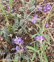 Oxytropis coerulea, photograph (c) Urgamal Magsar, some rights reserved (CC BY)