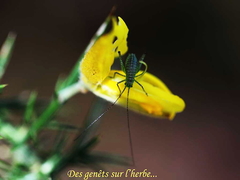 Leptophyes punctatissima