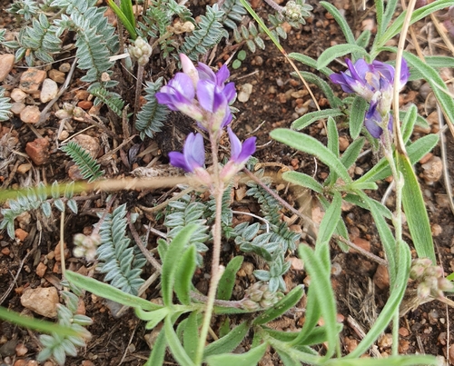 Oxytropis coerulea, photograph 2