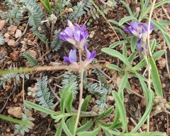 Oxytropis coerulea, photograph (c) Urgamal Magsar, some rights reserved (CC BY)