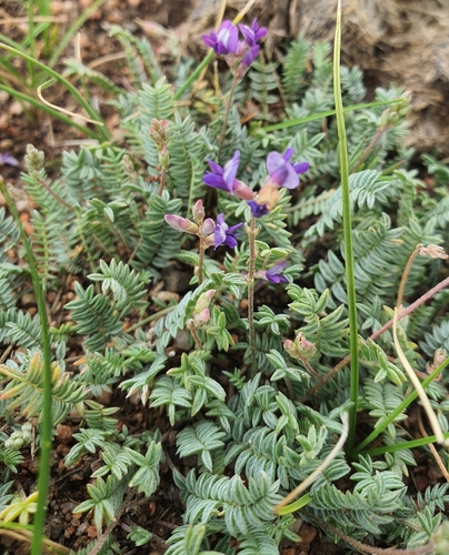Oxytropis coerulea, photograph 3