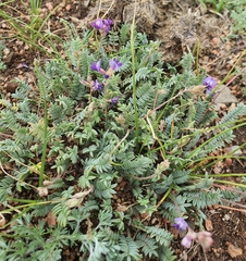 Oxytropis coerulea, photograph (c) Urgamal Magsar, some rights reserved (CC BY)