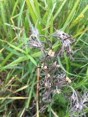Lithospermum incisum