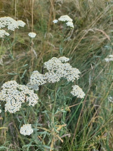 Achillea pannonica, photograph 4