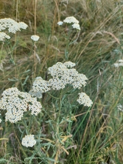Achillea pannonica, photograph (c) Viktor Strenada, some rights reserved (CC BY)