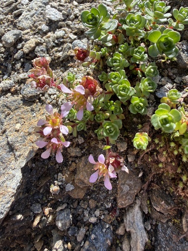 Saxifraga biflora, photograph 3