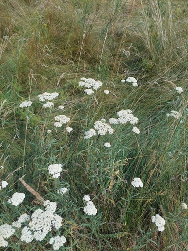 Achillea pannonica, photograph 5