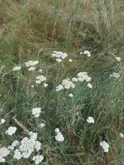 Achillea pannonica, photograph (c) Viktor Strenada, some rights reserved (CC BY)