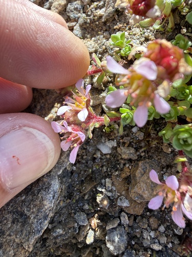 Saxifraga biflora, photograph 2