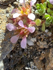 Saxifraga biflora, photograph (c) Thomas Ebner, some rights reserved (CC BY)