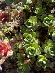 Saxifraga biflora, photograph (c) Thomas Ebner, some rights reserved (CC BY)