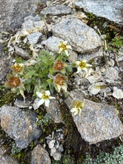 Saxifraga androsacea, photograph (c) Thomas Ebner, some rights reserved (CC BY)