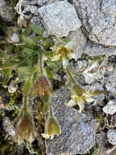 Saxifraga androsacea, photograph 6