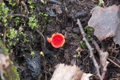 Microstoma protractum