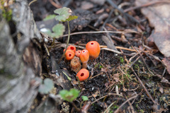 Microstoma protractum