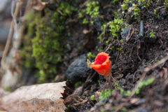 Microstoma protractum