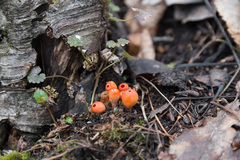 Microstoma protractum