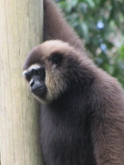 Hylobates albibarbis