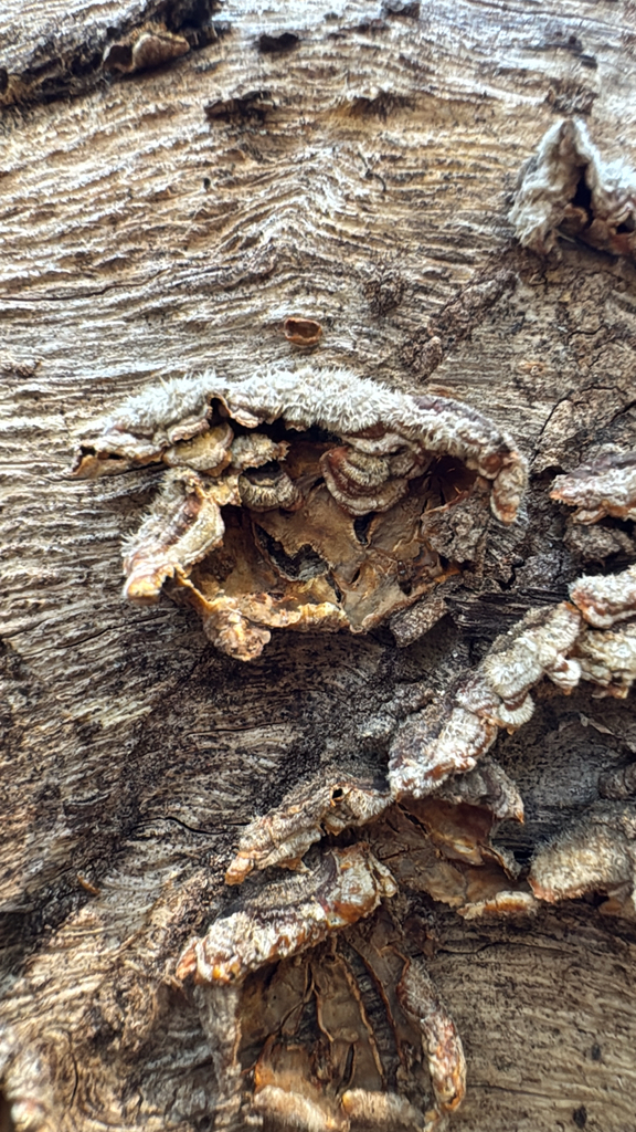 hairy curtain crust · July 2026 · photo: Photo: (c) Gregory Wada, some rights reserved (CC BY) · iNaturalist