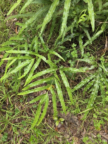 Pteris cretica observed 2026-07-25
