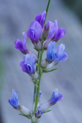 Oxytropis borealis, photograph author not stated, no rights reserved