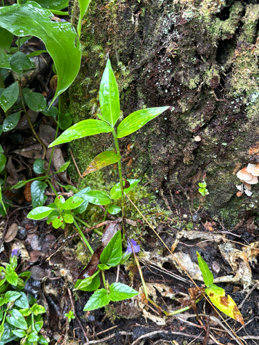 Commelina diffusa observed 2026-07-25