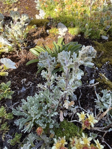 Artemisia genipi, photograph 6