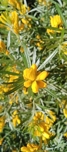 needle-leaved broom