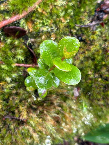 Metrosideros polymorpha observed 2026-07-25