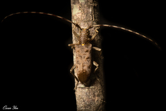 Acalolepta formosana