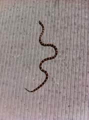 Micrurus tener microgalbineus