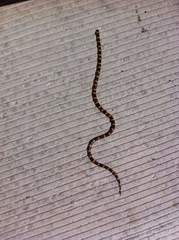 Micrurus tener microgalbineus