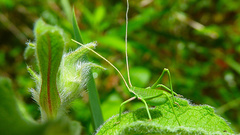 Acrometopa italica
