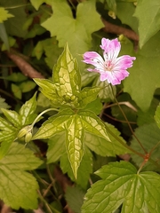 Geranium nodosum