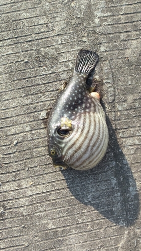 Arothron reticularis observed 2026-07-26