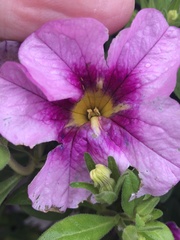 Calibrachoa