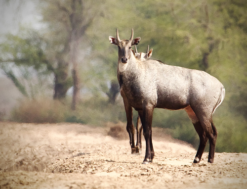 Nilgai