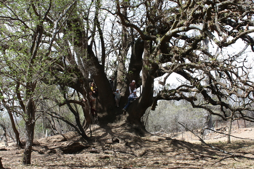 Phytolacca dioica