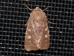 Cerastis tenebrifera